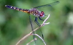 DragonFly bio photo